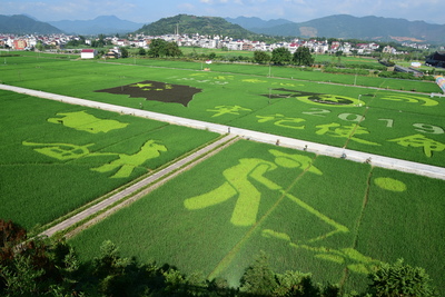 稻田画 新风景
