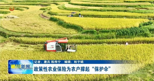 中航安盟保险 稻穗飘香,农业保险助力农户颗粒归仓