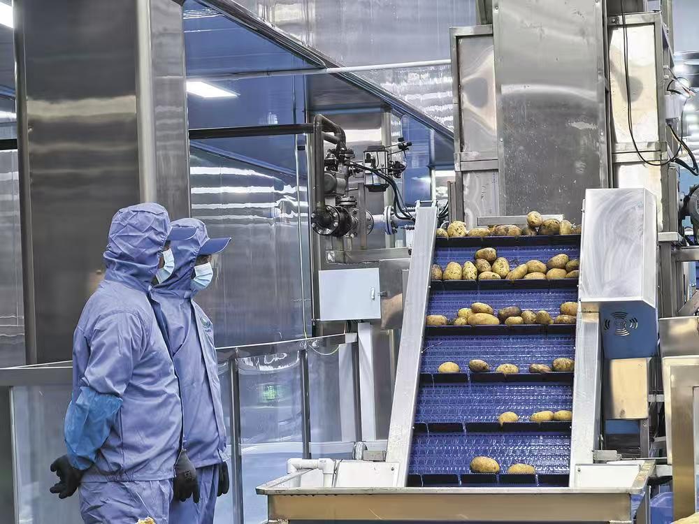 乐都:东西部协作薯条工厂投产