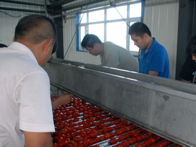 134团开足马力加工番茄 - 国内新闻 - 新闻资讯 - 农村信息网-农业信息-农民工招聘-农产品价格行情-养殖技术