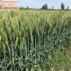 【山东麦种_济南朝晖种业_销售高抗病麦种】价格,厂家,图片-中国网库