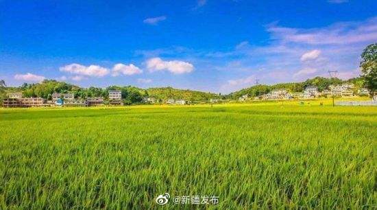 新疆6地入选2020年农业产业强镇建设名单