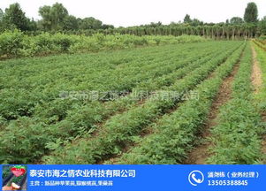 海之情农业 图 便宜花椒苗 花椒苗