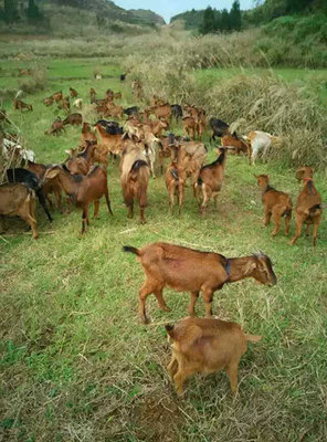 羊肉公司|羊肉公司厂家|军袍农业供图片|羊肉公司|羊肉公司厂家|军袍农业供产品图片由浙江军袍农业开发公司生产提供-