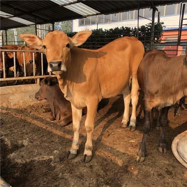 养牛合作社需要什么条件