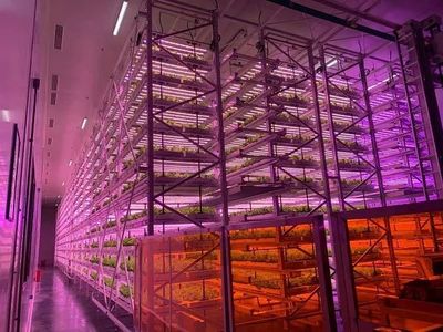 颠覆农业刻板印象,中国植物工厂“点亮”资本前路