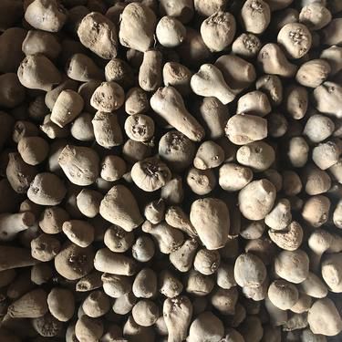 种子公司在哪里