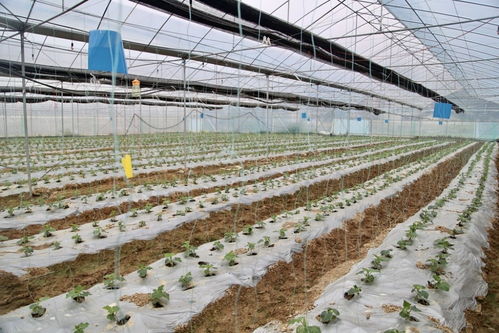 产品有特色,农业有亮色 梅州梅江区农产品入选 全国名特优新农产品