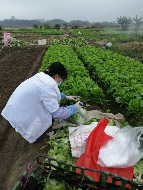 江门开平市人民政府门户网站