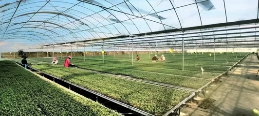 泾阳入选国家现代农业产业园 打造西部蔬菜产业新标杆