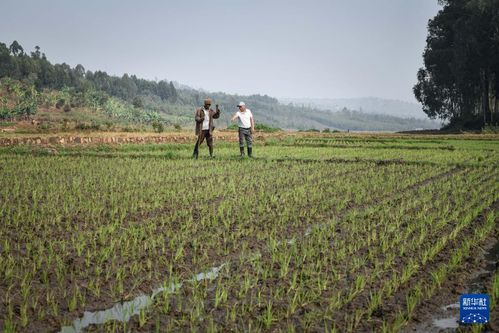 中国人的故事 中国援卢旺达农业技术示范中心的中国专家