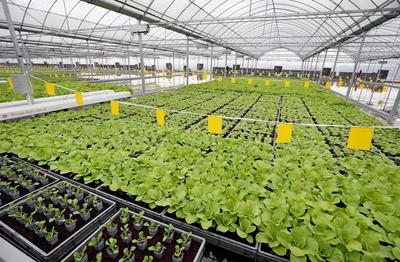 亩产6万斤有机蔬菜,全年天天采收、几乎无人的“蔬菜工厂”长啥样?