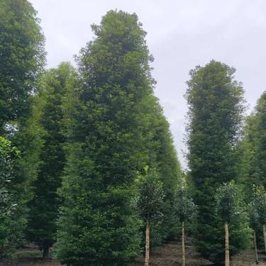 金丝楠木和小叶紫檀哪个好