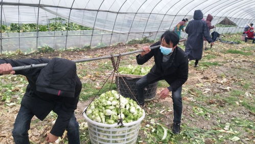 高安 确保居民日常农产品物资供应及农业生产