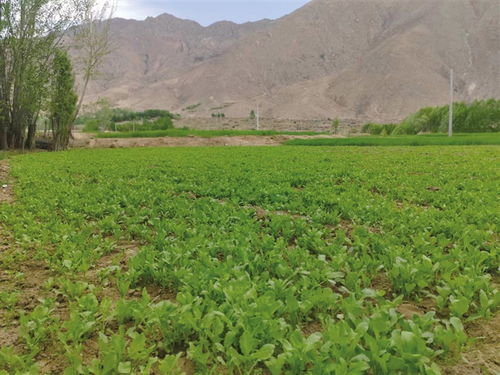 西藏到2025年将创建8个全国有机农产品基地