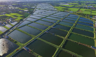 航拍照鸟瞰崇明 发现上海从未见过的惊艳
