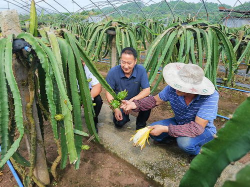铜梁 扎实推进农产品品牌建设 打造现代农业核心竞争力