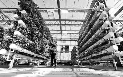 未来农业科技畅想曲:植物工厂、智慧农业、功能食品