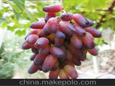 「图」贵州农业产品 特价 厂家直销 超逸葡萄 美人指 穗重600-800克图片1