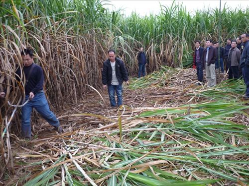 【供应科丰牌小型收割机(图)】价格,厂家,图片,其他农业机械,桂林高新区科丰机械有限责任公司-