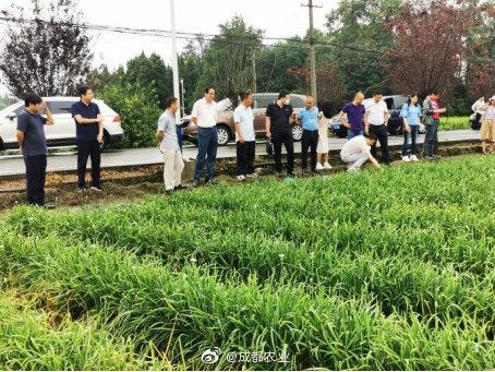 农业农村部农产品质量安全监管司到成都市郫都区调研农药残留治理工作