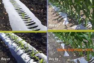 黑白地膜 黑白地膜价格