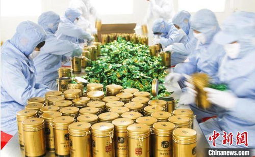 万亩 丰县牛蒡 助力乡村振兴 汉皇故里江苏丰县再领风骚