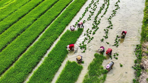 中国农业绿色发展报告2022 发布