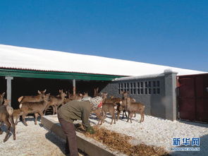 农行多措并举帮扶当地 三农 助力精准扶贫