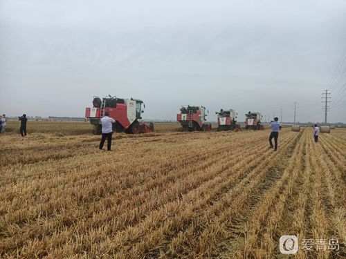 青岛市农业生产社会化服务现场观摩会在莱西市姜山镇召开