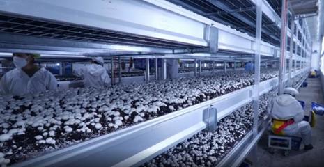 湖北众兴菌业科技:春风送岗促就业 精准服务暖民心