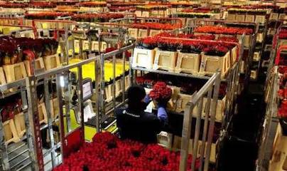 荷兰创意农业:高科技的产业链整合