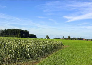 农业产业化联合体：政策红利与发展前景