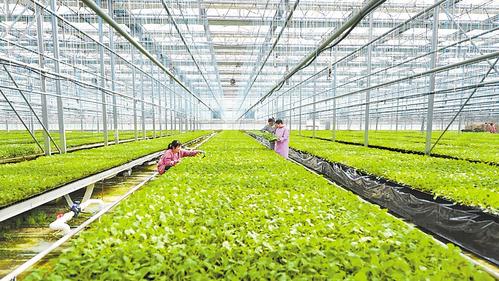 推进农业现代化：燕赵沃野绘新图