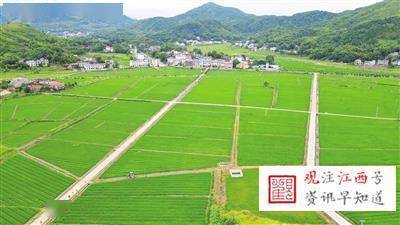 萍乡千亩高标准水稻制种基地 助推现代农业发展新篇章