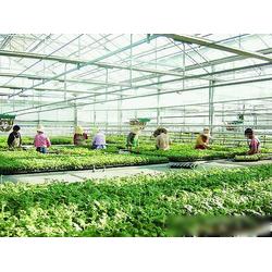 濮阳市农业产业优势 专业生产、批发与供应一体化的现代农业基地