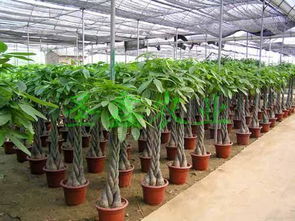 钢架双梁连栋温室大棚 现代农业的高效解决方案