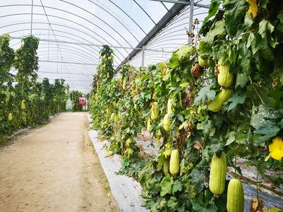 革命老区的新生 用活红色资源，促进绿色发展农业