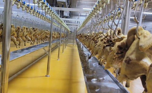 丰都非遗陶坛 酵醒美味，振兴农业