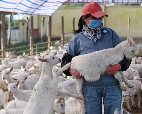 岐山农业新蓝图 一碗面带动观光农业与养殖业腾飞