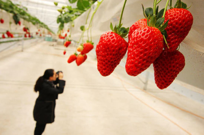 三大体系农产品让北京农业重放光芒