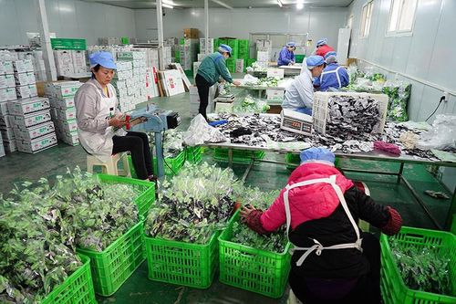 党国英 未来只需要5 的人当农民 我国农产品加工成果存在盲目性