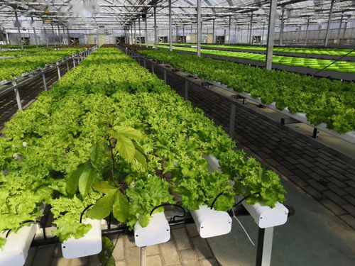 喜讯 吴江现代农业产业示范园成为首批认定的省级现代农业产业示范园