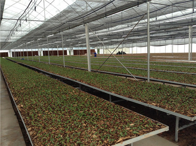 四川蔬菜温室大棚