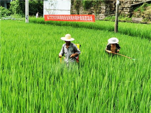 綦江区务实推进耕地安全利用 助推农产品品牌建设