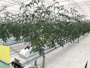 设施农业开发 智慧农业公司倾力推荐