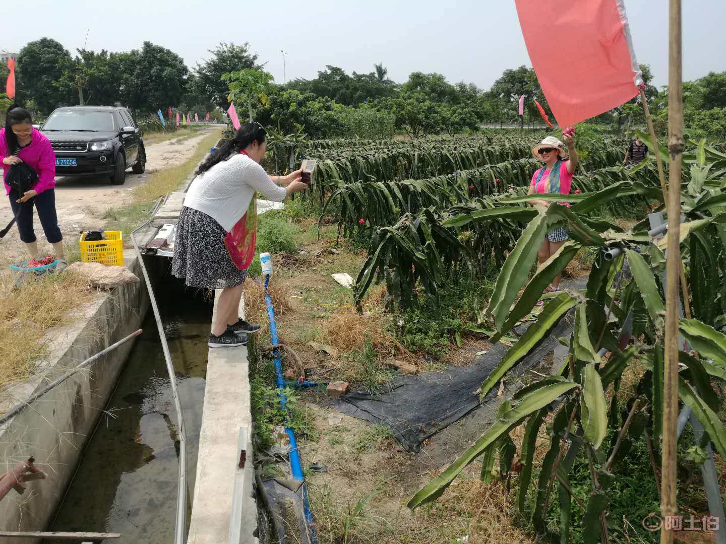 广州花都 450亩红心火龙果免费进场，现场试吃体验热带风情