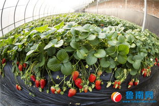 品牌农业新跨越 临沂特色农产品何以成为靓丽名片