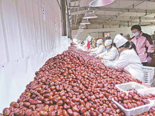 兵团日报 农业现代化进程中的兵团力量