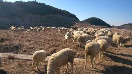 浙江军袍农业 专业供应优质小尾寒羊，以实力铸就信赖